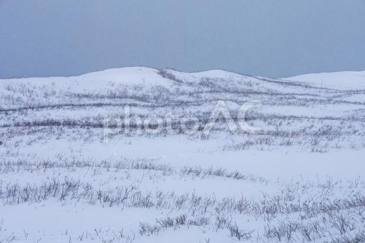 雪に覆われた原野の幻想風景 冬,北海道,草の写真素材