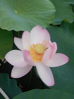 オオガハス オオガハス 6月,梅雨,季節の花の写真素材