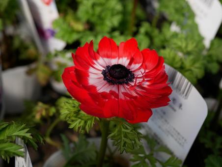 アネモネ 花,はな,フラワーの写真素材