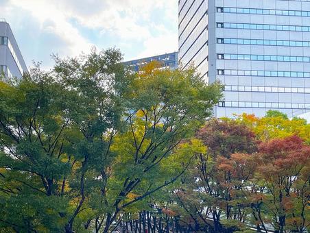 オフィス街のビルと美しい紅葉 紅葉,ビル,秋の写真素材