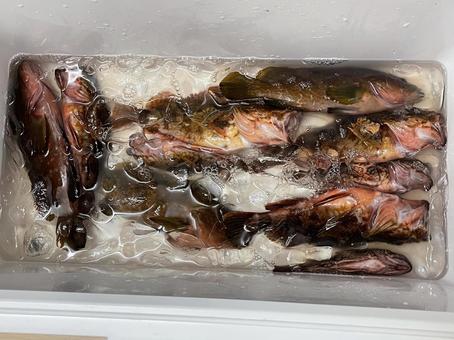 クーラーボックスの中の魚2 魚,お魚,フィッシュの写真素材