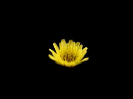 黄色い花 黄色い花の写真