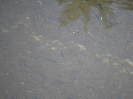 川を泳ぐ魚 川を泳ぐ魚 川,魚,自然の写真素材