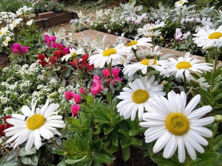 マーガレットとシクラメンの咲く秋の花壇 マーガレット,シクラメン,花の写真素材