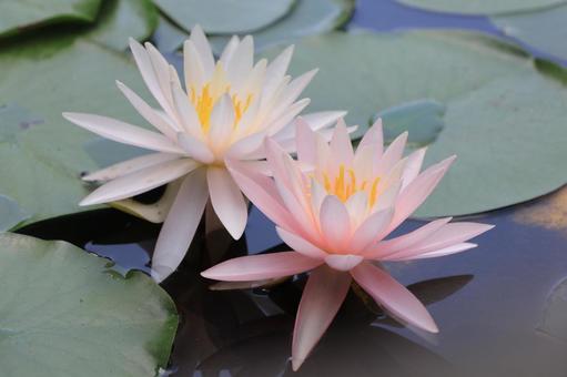 Close-up of red and white water lilies, JPG