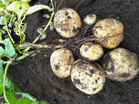 野菜 野菜 新じゃがいも,芋,野菜の写真素材