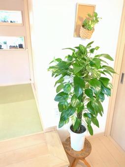 Photo, foliage plant, potos, potted plant, 