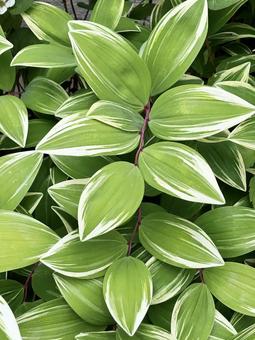 Photo, leaf, variegated, variegated leaves, 