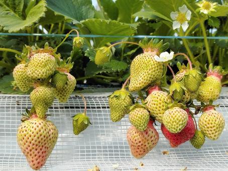House cultivation strawberry 016, JPG House cultivation strawberry 016, strawberry, strawberry picking, strawberry hunting, JPG