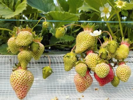 House cultivation strawberry 016, strawberry, strawberry picking, strawberry, JPG