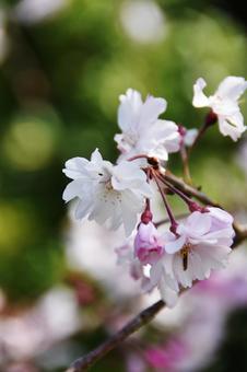 桜(枝垂桜・シダレザクラ) 桜(枝垂桜・シダレザクラ)の写真