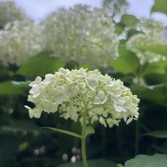 紫陽花 紫陽花の写真