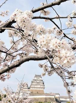 姫路城と桜 姫路城と桜の写真