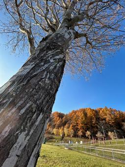 秋の北海道へ 季節,秋,紅葉の写真素材