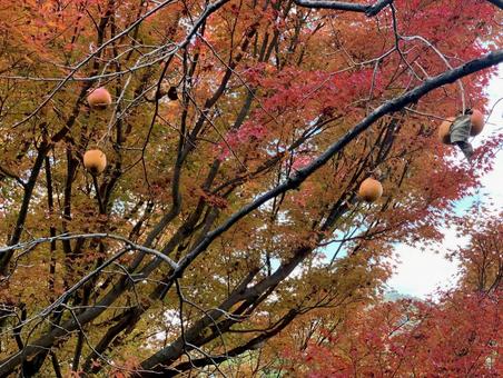 秋の柿と色づく紅葉の枝 秋の柿と色づく紅葉の枝の写真