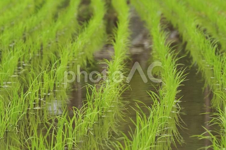 初夏の田んぼに植えられた稲の苗 稲,田植え,米作りの写真素材