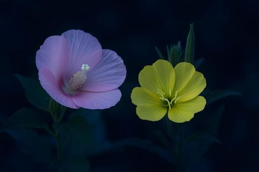 夜に咲く二色の花 夜に咲く二色の花の写真