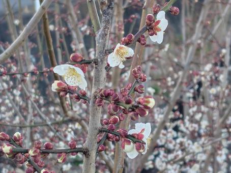 春の訪れ、梅の花 春の訪れ、梅の花の写真