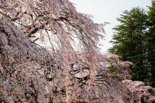 榴岡公園の桜(48) 榴岡公園の桜(48)の写真