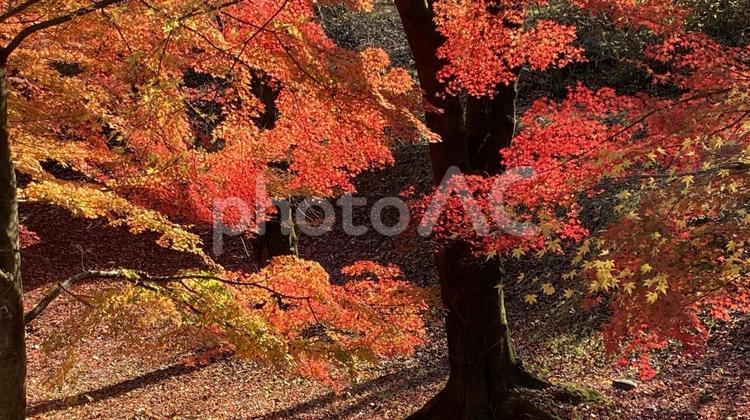 群馬県草木湖の紅葉 草木湖,モミジ,紅葉の写真素材