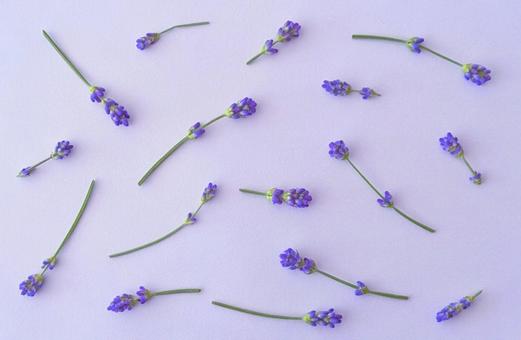 薄紫の背景にラベンダー 薄紫の背景にラベンダーの写真