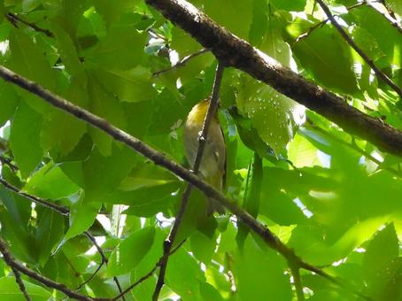A Japanese white-eye flew to a branch above my head, JPG A Japanese white-eye flew to a branch above my head, JPG