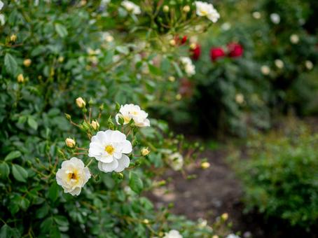 白い小さな薔薇 白い小さな薔薇の写真