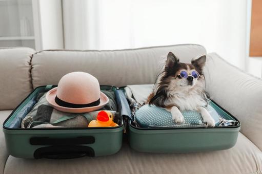 キャリーバッグの中でサングラスをしたかわいい犬の写真