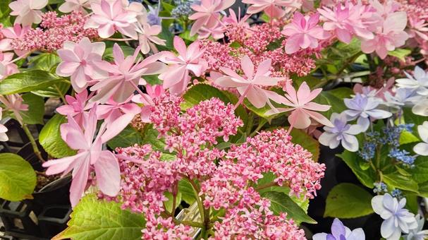 あじさい　紫陽花 紫陽花,あじさい,アジサイの写真素材