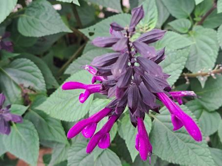 紫サルビア 紫サルビア 花,ガーデン,庭の写真素材