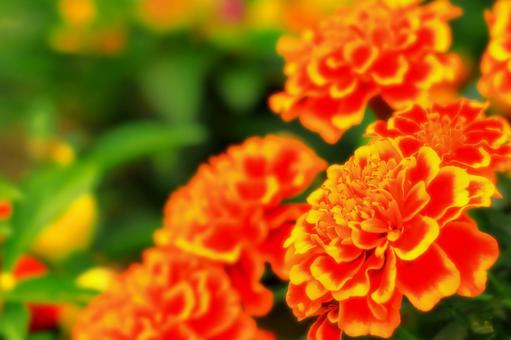 鮮やかな橙色のマリーゴールド 鮮やかな橙色のマリーゴールド 植物,花,マリーゴールドの写真素材