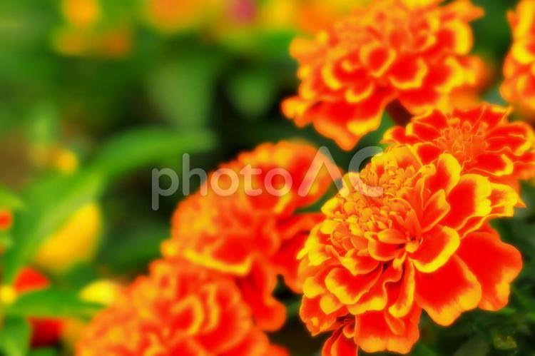 鮮やかな橙色のマリーゴールド 植物,花,マリーゴールドの写真素材