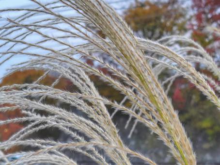 ススキの穂_3 ススキ,穂,秋の写真素材