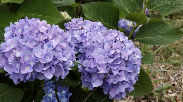 Hydrangea, JPG Hydrangea, JPG