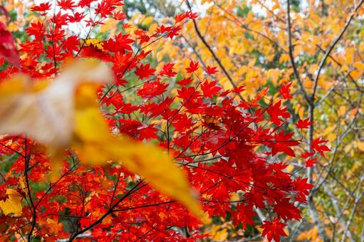 秋の磊々峡(39) 秋,モミジ,紅葉の写真素材