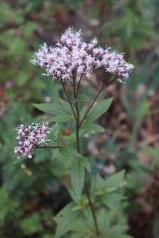 秋の香り フジバカマ,花,flowerの写真素材