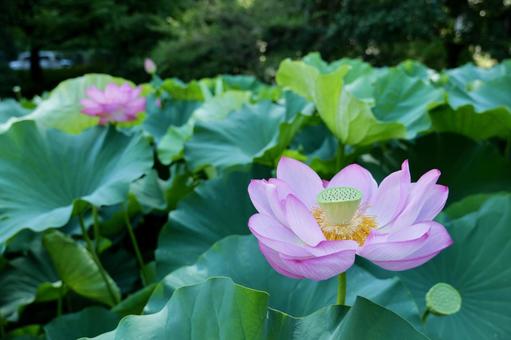 町田薬師池公園の大賀ハス 町田薬師池公園の大賀ハスの写真