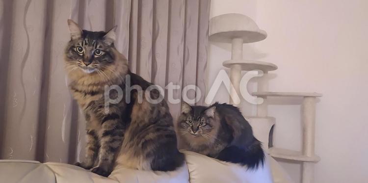 きょうだい猫 猫,ねこ,ネコの写真素材
