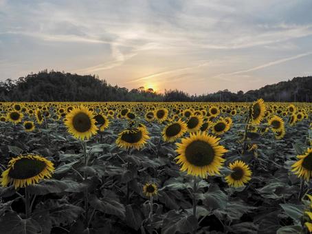 夕暮れのひまわり畑 夕暮れのひまわり畑 ひまわり,ひまわり畑,向日葵の写真素材