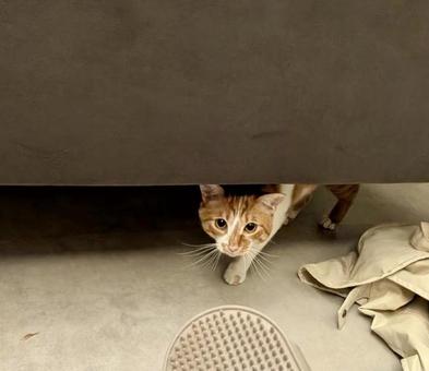 花見ちゃんブラッシングするよ〜! 花見ちゃんブラッシングするよ〜!の写真
