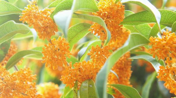 キンモクセイ-235 キンモクセイ-235 キンモクセイ,オレンジ色,山吹色の写真素材