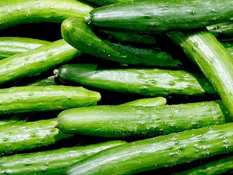 野菜・キュウリ 野菜・キュウリ キュウリ,黄瓜,胡瓜の写真素材