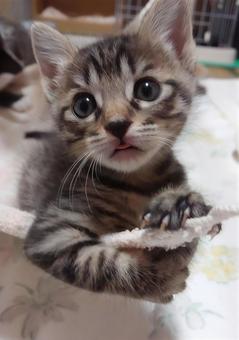 お気に入りのハンモック ペット,かわいい,もふもふの写真素材