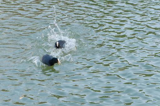 A coot chasing a bird on the water, oh van, bird, wild bird, JPG
