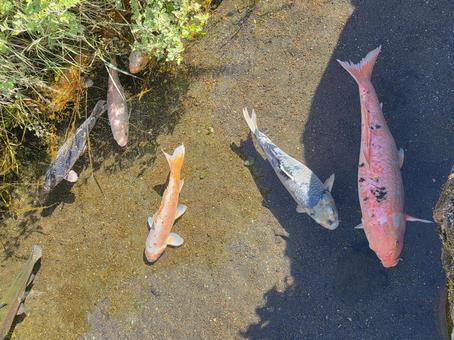 コイ 鯉 carp koi コイ 鯉 carp koiの写真