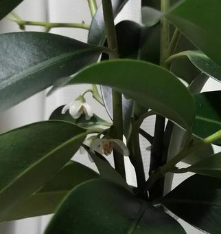 おさかきの写真