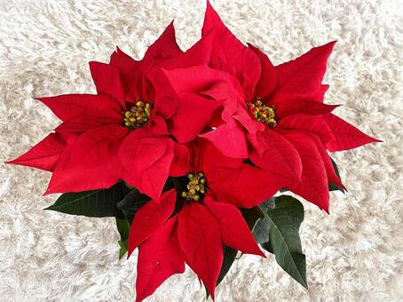 ポインセチア（上から）４ ポインセチア,クリスマスフラワー,ショウジョウボクの写真素材