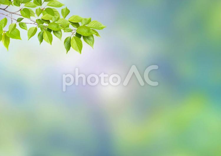 夏の木洩れ日　新緑の風景イメージ 新緑,フレーム,葉の写真素材