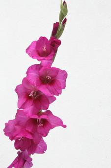 グラジオラスの花 グラジオラスの花の写真