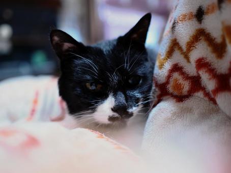 眠そうな猫とこたつ 眠そうな猫とこたつ 猫,cat,こたつの写真素材